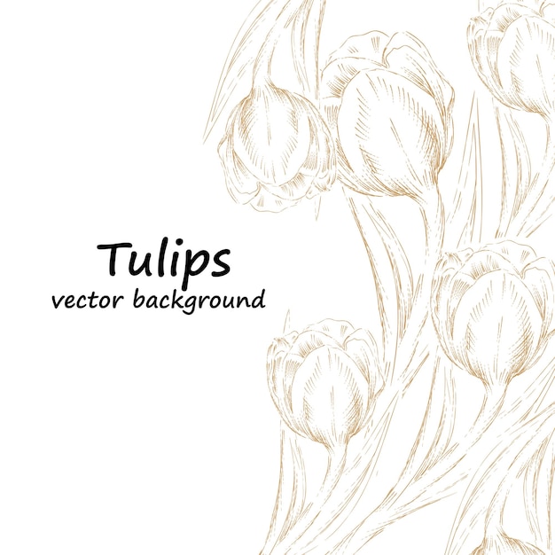 Tulpen-Vektor-Hintergrund oder Poster-Layout-Skizze handgezeichnete Vektor-Illustration