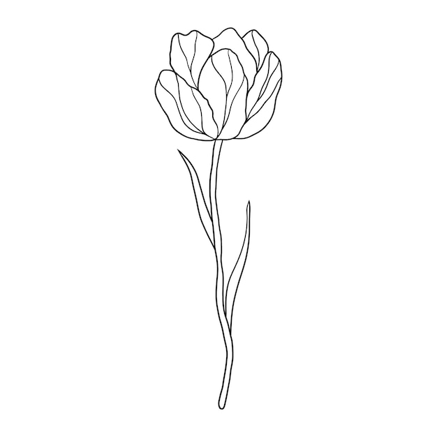 Tulpenblume im Doodle-Stil