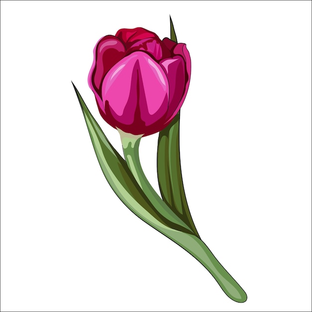 Tulpenblume in der hellen farbe handgezeichnete vektorillustration isoliert