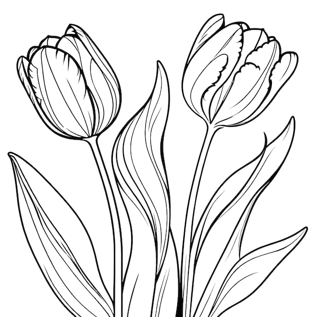 Tulpenblumen umriss digitale malseite für kinder und erwachsene