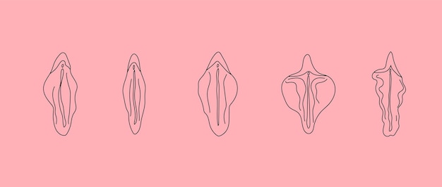 Typ des weiblichen Schamlippenvektors. Strichzeichnung Illustrator eine Vagina.