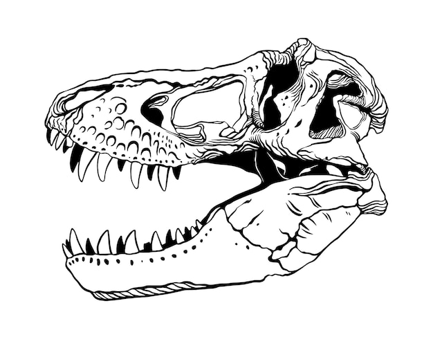 Vektor tyrannosaurus-schädel-vektor-illustration