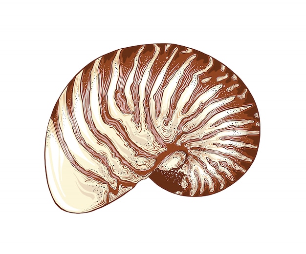 Vektor Übergeben sie gezogene skizze der nautilusmuschel in der farbe, lokalisiert. ausführliche weinleseartzeichnung. vektor-illustration