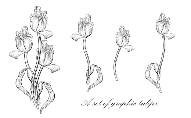 Umriss Tulpe. Linie Kunst handgezeichnete Blumen. Tulpen-Vektor. Blumenillustration