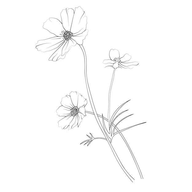 Umrissdruck mit Blüten, Cosmosblumen, Cosmos-Büchel, Blätter und Knospen, einfache Cosmos-Blumenzeichnung