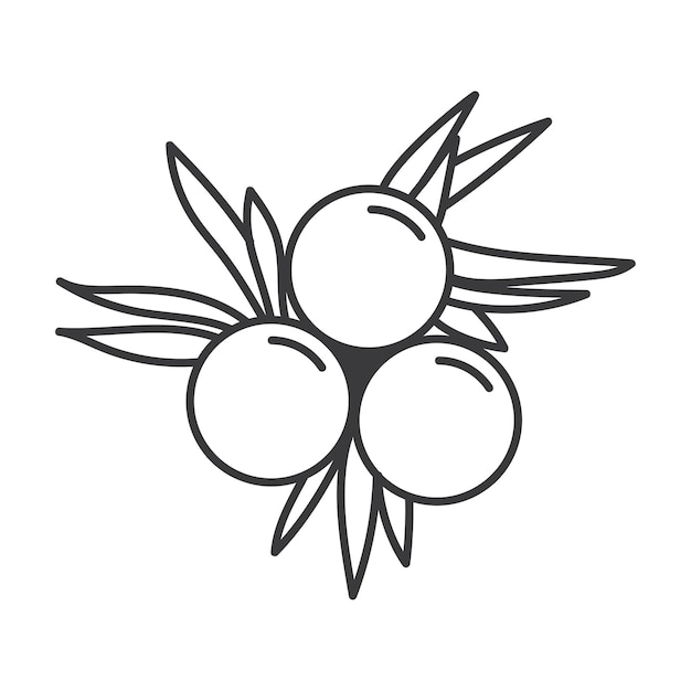 Umrisse wacholderbeeren-symbol flache design-vektor-illustration