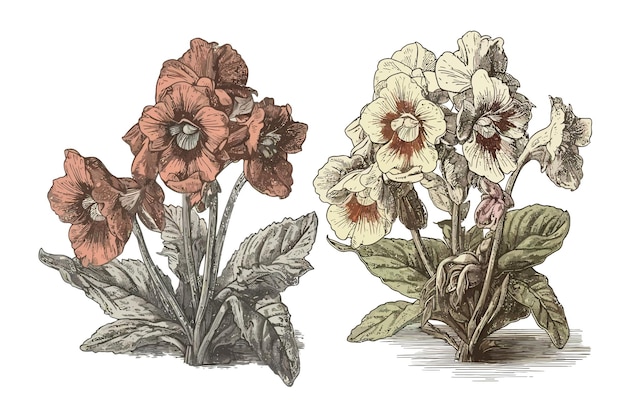 Umrissene lungenkrautblumen vintage botanische gravierte zeichnung isoliert auf hintergrund cartoon-vektorillustration