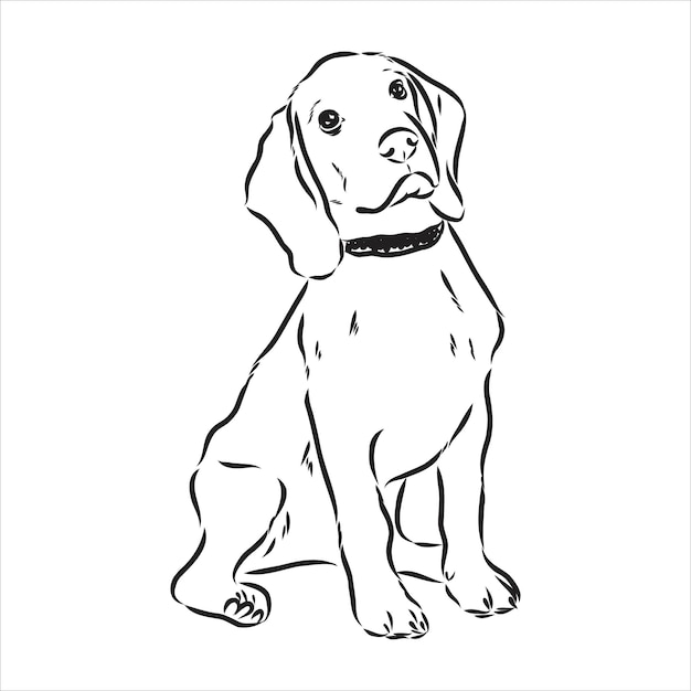 Umrissener beagle-hundekopf vektorillustration beagle-hund ist eine einfache vektorskizze