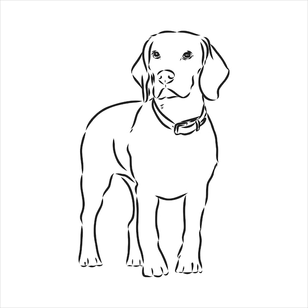 Umrissener Beagle-Hundekopf. Vektorillustration Beagle-Hund ist eine einfache Vektorskizzenillustration