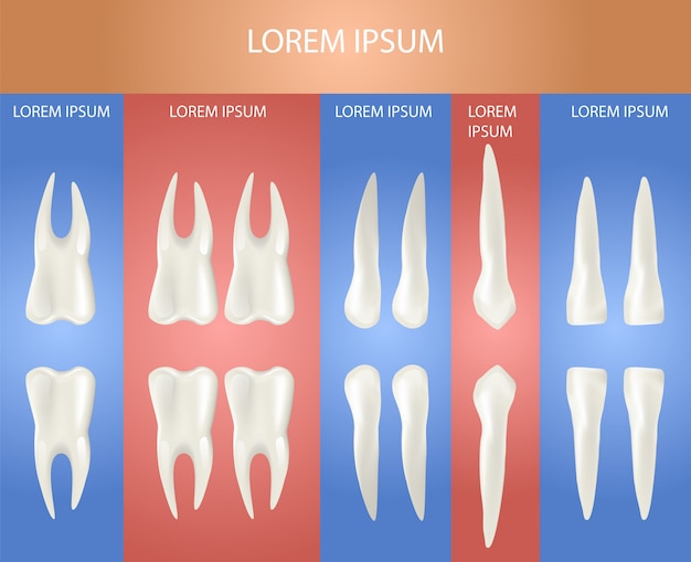 Unterschiedliche zahnart. realistisches plakat 3d