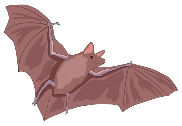 Vampirfledermaus