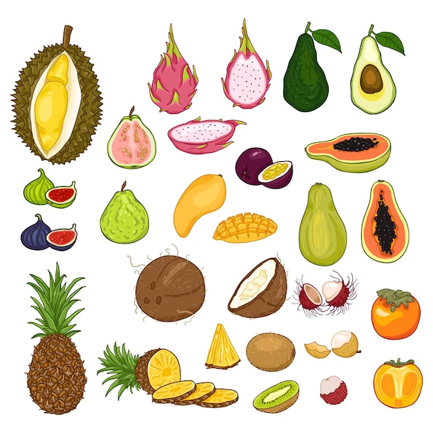 Vektor vector big set of cartoon exotische früchte maracuya kiwi papaya avocado feige guava ananas kokosnuss persimmon mango pitahaya rambutan lychee longan