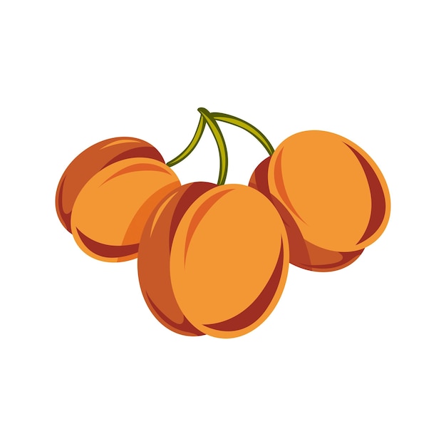 Vegetarische Bio-Lebensmittel einfache Illustration, Vektor reife süße orange Aprikosen isoliert auf weiß. Ganze Früchte.