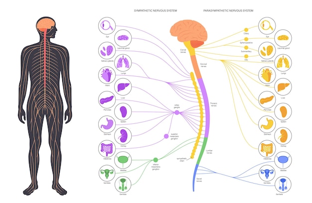 Vegetatives nervensystem