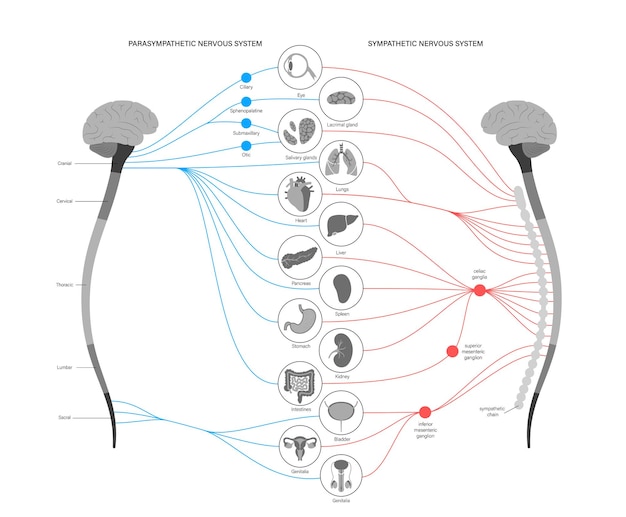 Vektor vegetatives nervensystem