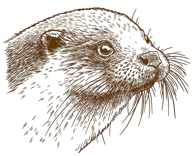 Vektor vektor antike gravur zeichnung illustration des otterkopfes isoliert auf weißem hintergrund