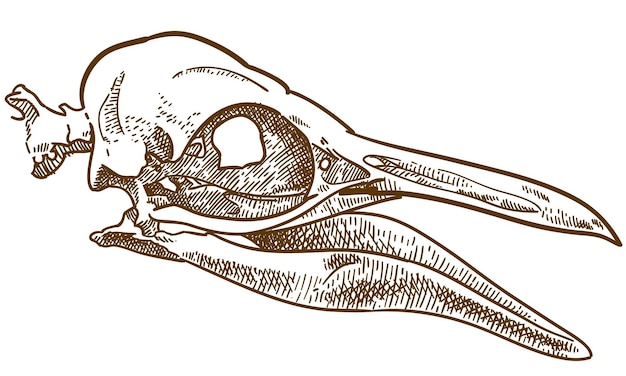 Vektor vektor antike gravur zeichnung illustration des pinguinschädels isoliert auf weißem hintergrund