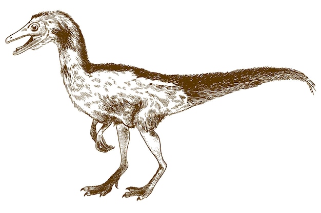 Vektor antike gravur zeichnung illustration von compsognathus longipes isoliert auf weißem hintergrund