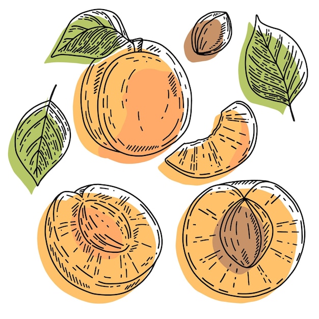 Vektor Aprikosensatz ganze Fruchtscheibe halb und Blätter Gelbe abstrakte handgezeichnete Früchte