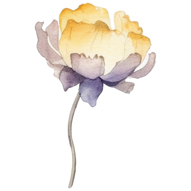 Vektor vektor-aquarell bemalte blume. handgezeichnete blumen-designelemente isoliert auf weißem hintergrund