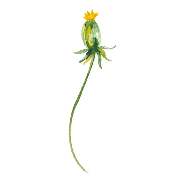 Vektor-Aquarell gemalte Löwenzahnblume. Handgezeichnete Blumendesignelemente isoliert auf weißem Hintergrund