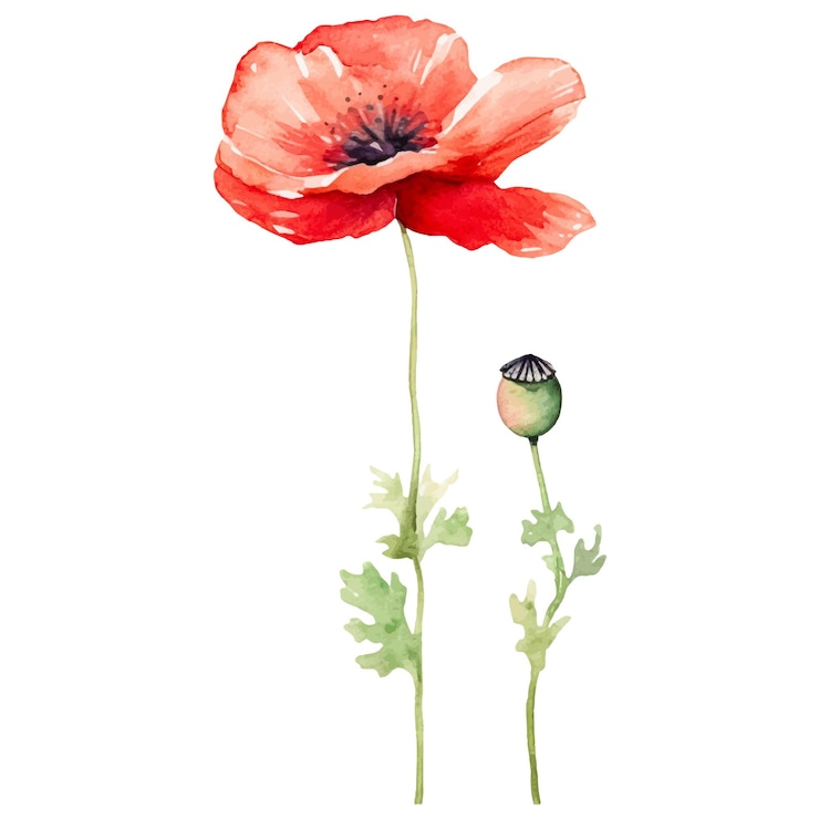 Vektor vektor aquarell gemalte mohnblume hand gezeichnetes designelement isoliert auf weißem hintergrund