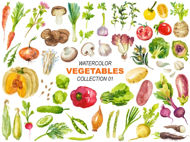 Vektor Aquarell Gemüse Illustration Clipart