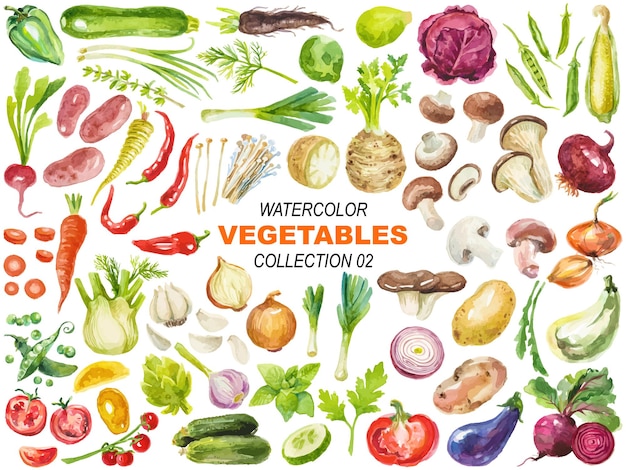 Vektor Aquarell Gemüse Illustration Clipart