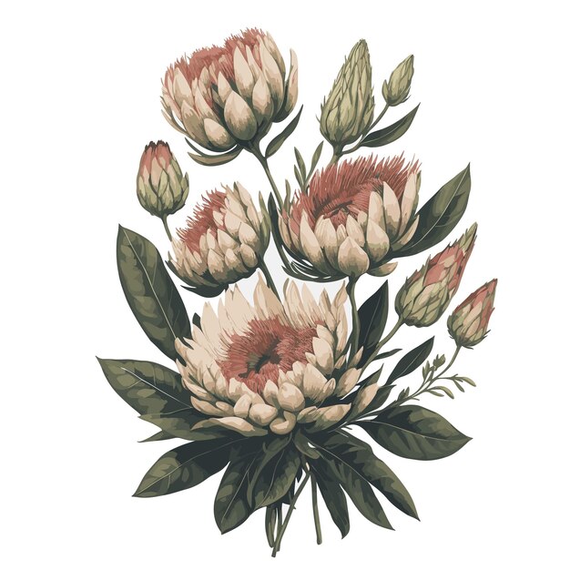 Vektor vektor aquarell protea compacta clipart blumenblüte editierbar