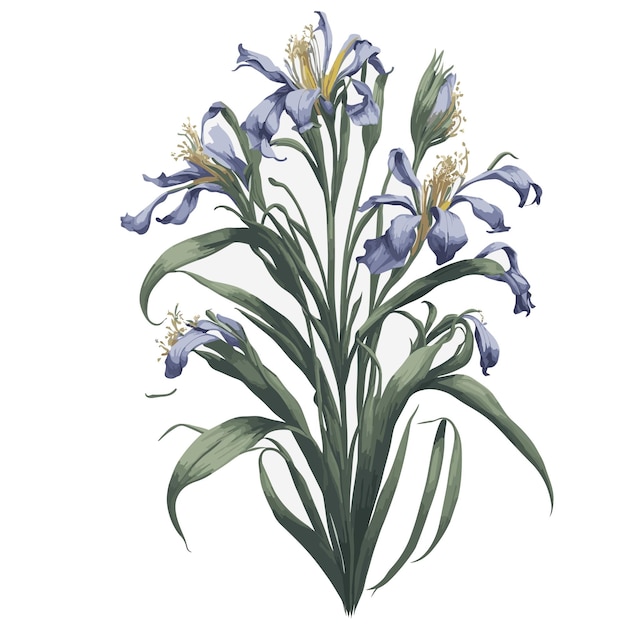 Vektor Aquarell Spuria Iris Clipart floral