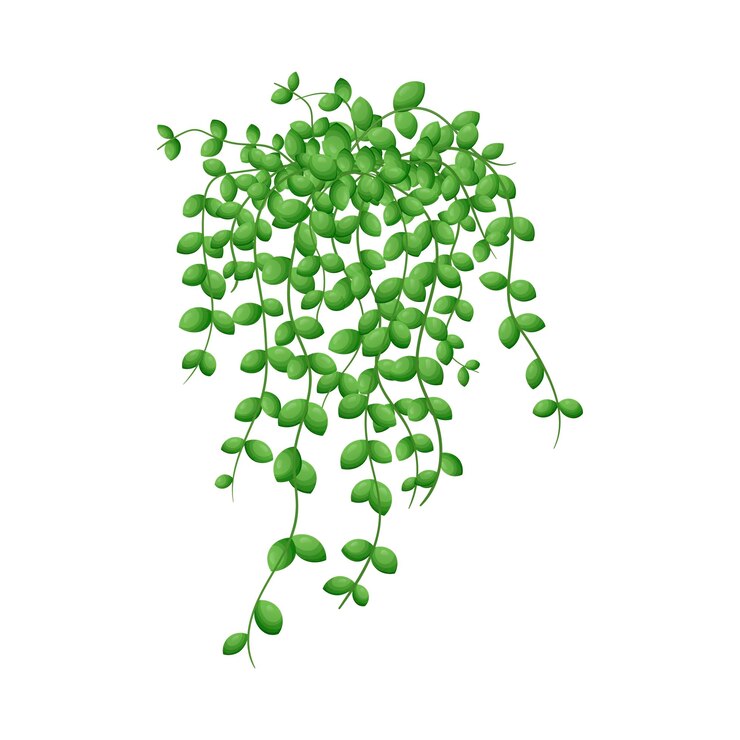 Vektor-Cartoon-Illustration von zu Hause hängenden Blättern der Pflanze String of Nickels isoliert auf weißem Hintergrund
