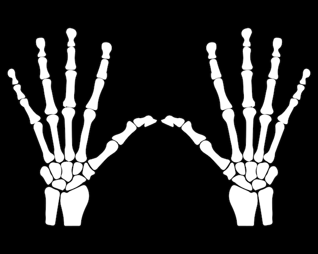 Vektor der handskelettknochen