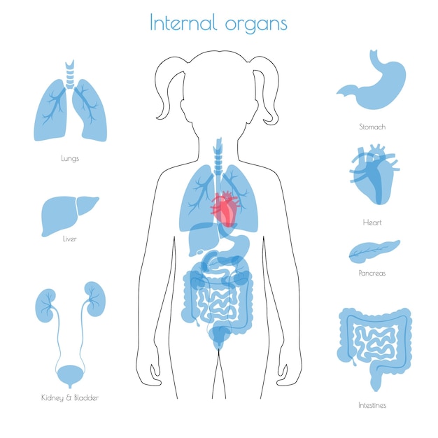 Vektor vektor der menschlichen inneren organe