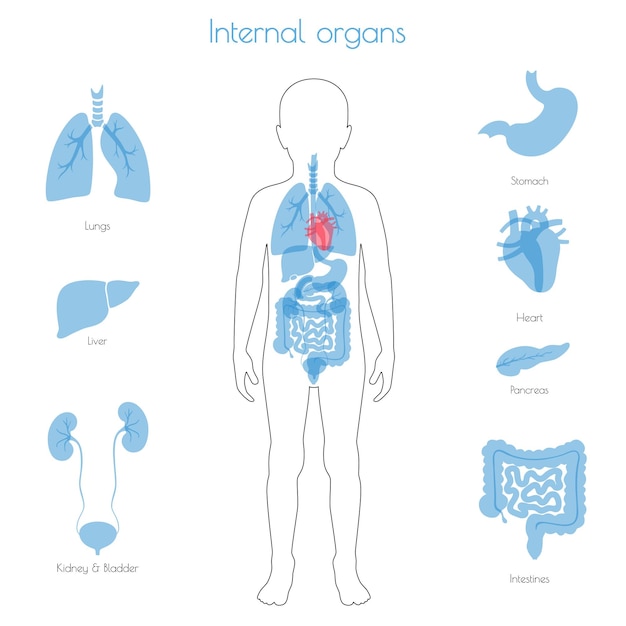 Vektor der menschlichen inneren organe