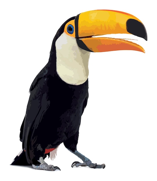 Vektor eines Toucan Toco Schnabels offen, wir können seine Zunge, Ramphastos Toco, isoliert sehen