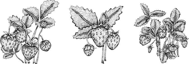 Vektor vektor erdbeergravur kunstillustrationen handgezeichnete botanische zeichnung