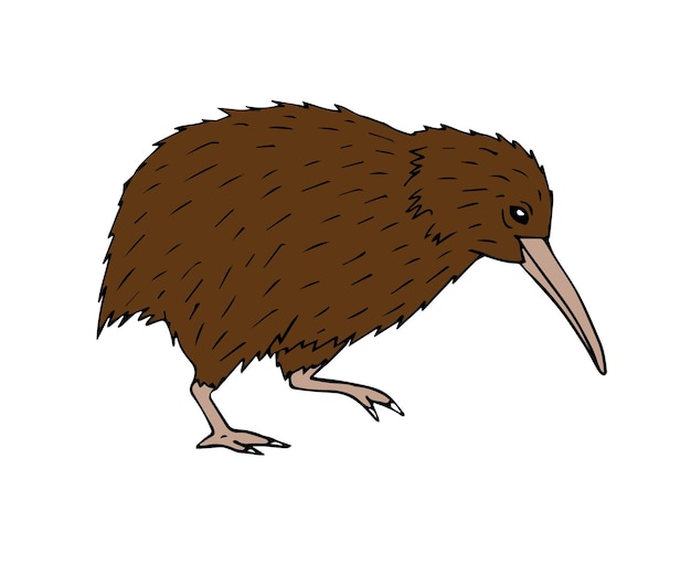 Vektor vektor farbige handgezeichnete doodle-skizze kiwi-vogel