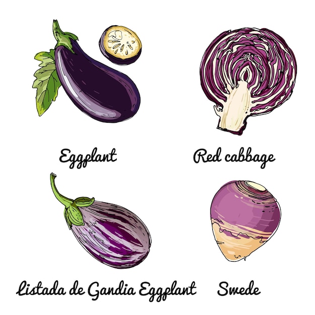 Vektor vektor-food-icons von gemüse farbige skizze von lebensmitteln auberginen-rotkohl