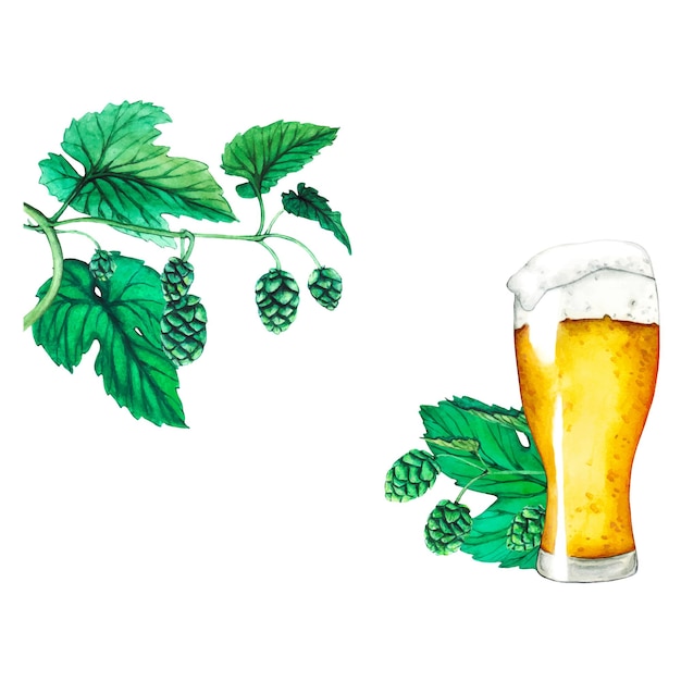 Vektor vektor frischer grüner hopfen glas bier grafische handgezeichnete illustration für das oktoberfest aquarellskizze für ornamente oder jedes andere design