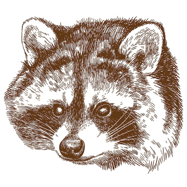 Vektor-Gravur-Zeichnung von Waschbär-Procyon-Lotor-Kopf isoliert auf weißem Hintergrund
