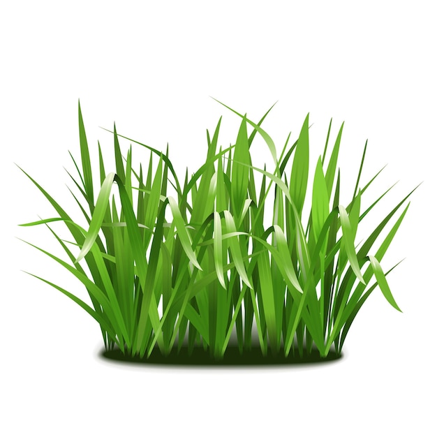 Vektor Grünes Gras
