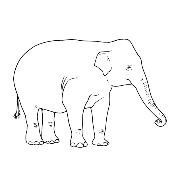 Vektor handgezeichnete asiatische Elefanten-Umrissillustration