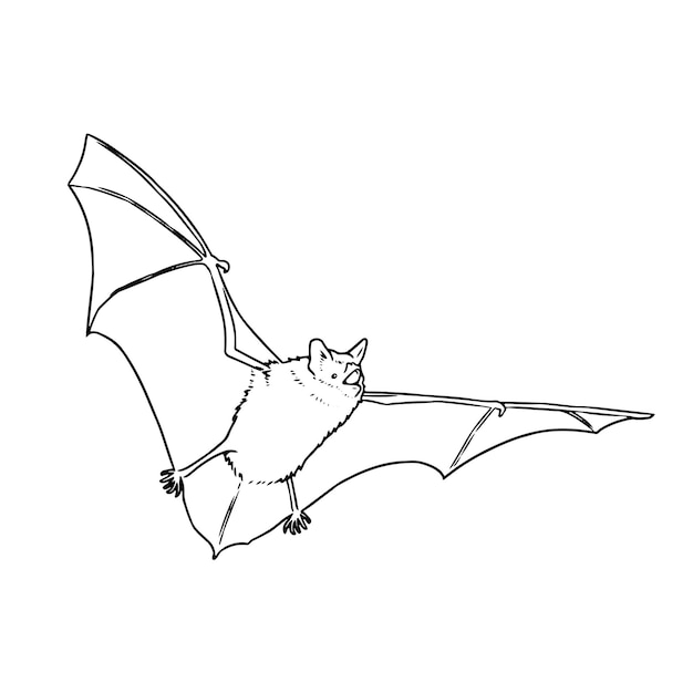 Vektor handgezeichnete Fledermaus fliegende Umrissillustration