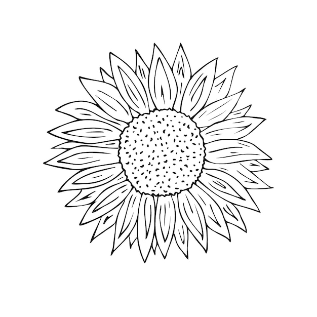 Vektor handgezeichnete sonnenblumenblume