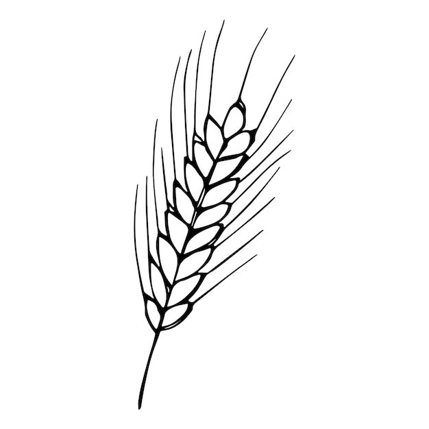 Vektor handgezeichnete weizen-doodle-illustration niedliche ernte-cliparts agrarmarktprodukt