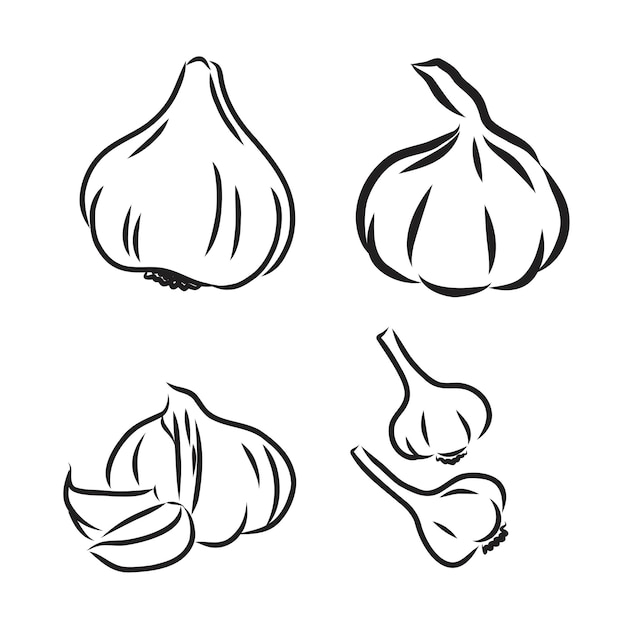 Vektor handgezeichneter Satz Knoblauch. Kräuter- und Gewürzskizzenillustration
