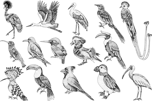 Vektor-handgezeichnetes set mit verschiedenen vögeln im gravurstil