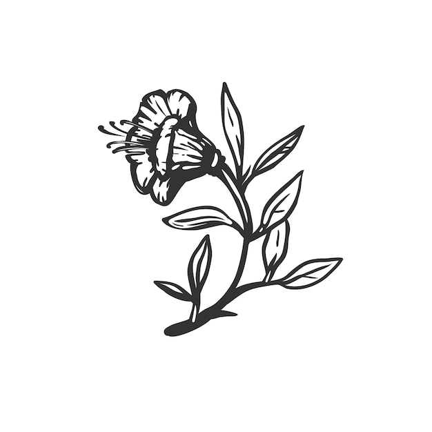 Vektor-illustration einer glockenblume, isoliert auf weiss schwarz-weiß-vintage-stil-skizze