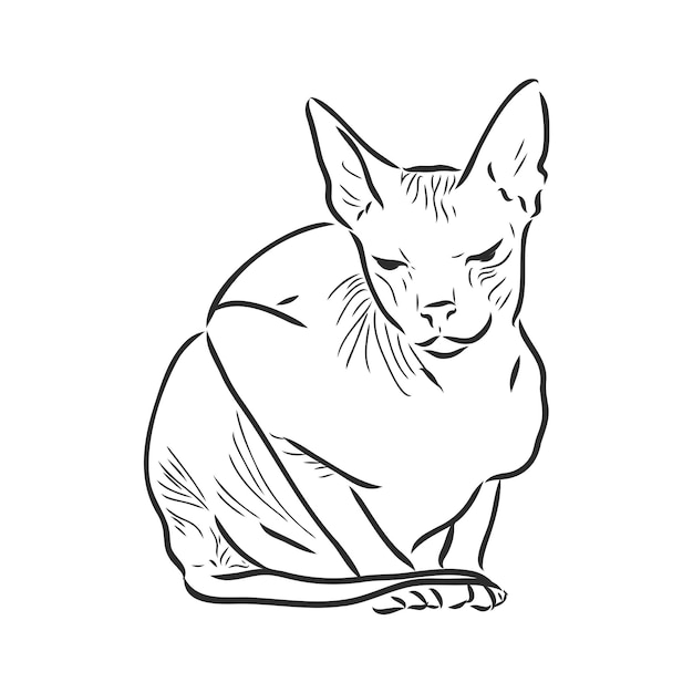 Vektor-illustration einer sphynx-katze mit einem liner auf weißem hintergrund