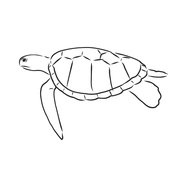 Vektor-Illustration Tattoo Tier Schildkröte Vektor-Skizze-Illustration